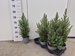 Picea Glauca Conica 15P 60H