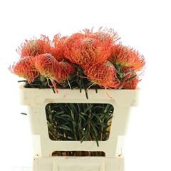 Leuco Co Succession 50L.cm 23bloei