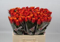R Gr Espana 60L.cm 23bloei