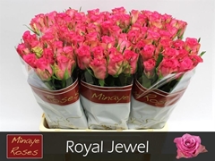 R Gr Royal Jewel 60L.cm 23bloei