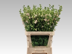 Cons Rq Light Pink 90L.cm