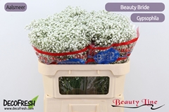 Gyps Pa Beauty Bride 70L.cm 20gram 33bloei