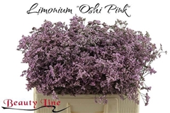 Lim Saf Oshi Pink 60L.cm 25gram 23bloei