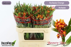 Ascl Incarnata 70L.cm 13bloei
