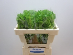 Moluccella Stuk 50L.cm