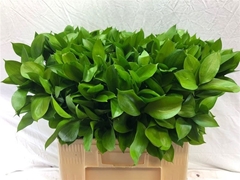Ruscus Hypophyllum 60L.cm Solarlamp