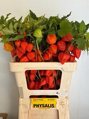 Physalis Stuk 60L.cm 45bloei