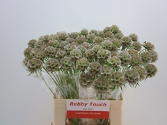 Scabiosa Stellat Zd 99bloei