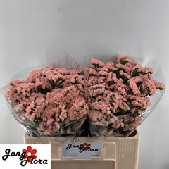 Lim S Peach Wings 50L.cm 18gram 34bloei