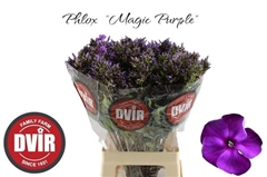 Phlox P Wiz Pu Illus 70L.cm 23bloei