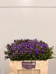 Phlox P Crissy 50L.cm 23bloei