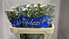 Ast U Cassy 75L.cm 15gram 23bloei