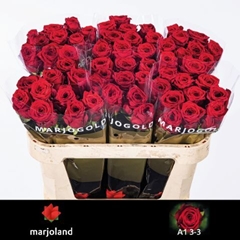 R Gr Red Naomi! 70L.cm 33bloei