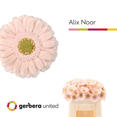 Ge Mi Alix-noor 50L.cm