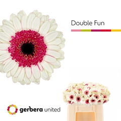 Ge Mi Double Fun 50L.cm