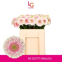 Ge Mi Malou 50L.cm