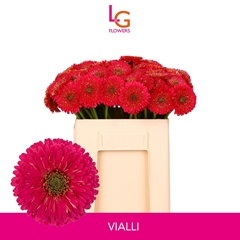 Ge Mb Vialli 50L.cm