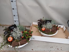Arr Tuinplanten 29P 25cm