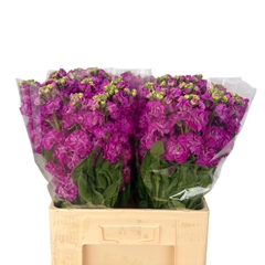 Matth Stox Deep Rose 58L.cm 23bloei