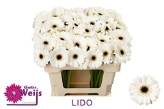 Ge Mi Lido 50L.cm