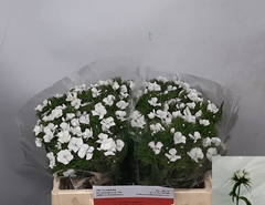 Di Barb S Will White 35L.cm 23bloei