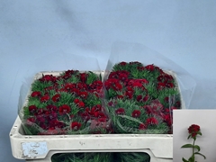 Di Barb S Will Red 45L.cm 22bloei