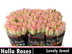 R Gr Lovely Jewel 50L.cm 23bloei