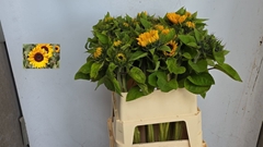 Helian An Sunrich Or 80L.cm 13bloei