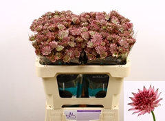 Astr Roma 50L.cm 33bloei