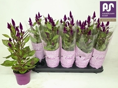 Celos Deep Purple 12P 43H