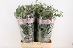 Euc Pauciflora Bs 60L.cm 200gram