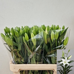 Li La Doroso 75L.cm 35+knop 24bloei
