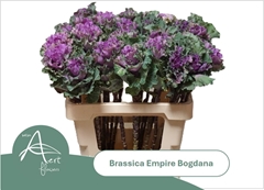 Brass Bogdana 60L.cm