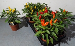 Caps Salsa Gemengd 11P 28H