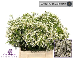 Chamelauc Ofir 40L.cm 15gram