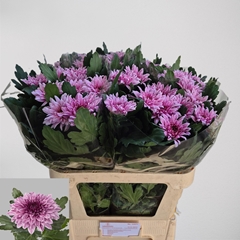 Chr G Bigoudi Pink 80L.cm 120gram 23bloei