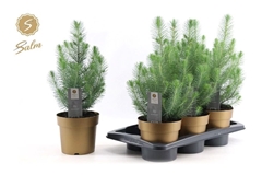 Pinus Silver Crest 17P 47H