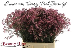 Lim Sin Sen Pin Beau 70L.cm 30gram 13bloei