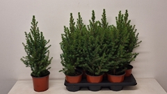 Picea Glauca Conica 15P 58H