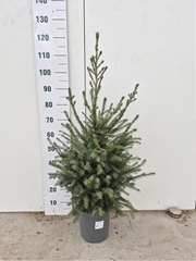 Picea Omorika 24P 120H