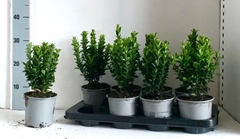 Euonymus Ja Gr Spire 13P 30H