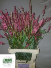 Persicaria Firedance 80L.cm