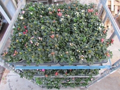 Rhodo Si Vogel Gemen 14P 25H 20Ø Cm 22bloei