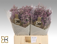 Lim Saf Pink Sky 60L.cm 20gram 23bloei