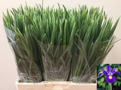 Iris Blue Magic 60L.cm 45gram