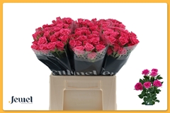 R Tr Lianne 40L.cm 45+knop 23bloei