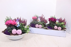Arr Tuinplanten 999P 27cm
