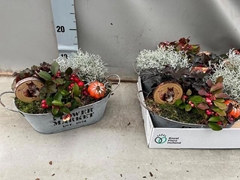 Arr Tuinplanten 23P 23cm