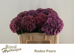 Hydr Mac Rodeo 50L.cm 33bloei