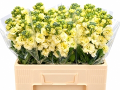 Matth Stox Yellow 54L.cm 13bloei